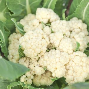 Loosen Cauliflower