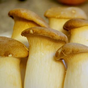 Fresh Chicken Leg Mushroom 600g