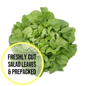Green Oakleaf Lettuce Leaves 300g